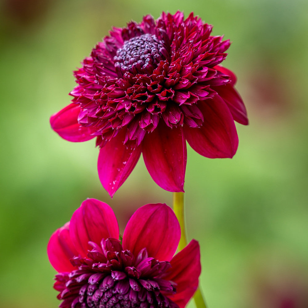 Like Butterflies For Butterflies Dahlia Collection