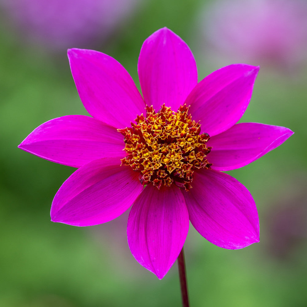 Like Butterflies For Butterflies Dahlia Collection