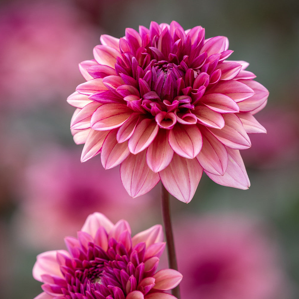 Perfect Balance Dahlia Collection