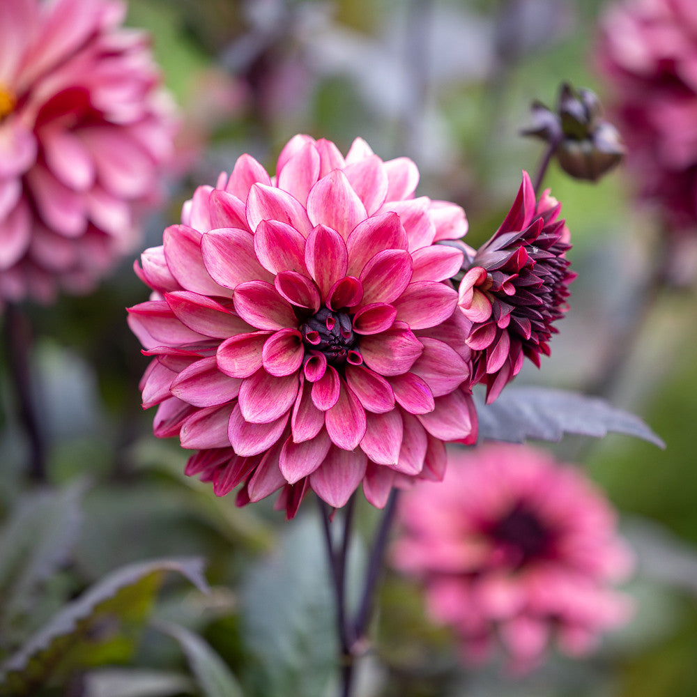 Perfect Balance Dahlia Collection