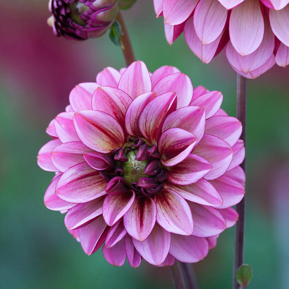 Perfect Balance Dahlia Collection