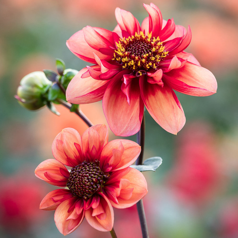 Pompom Party Dahlia Collection