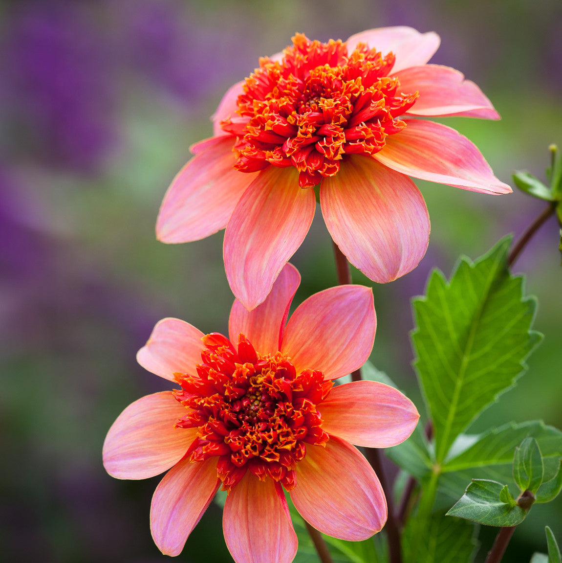 Pompom Party Dahlia Collection