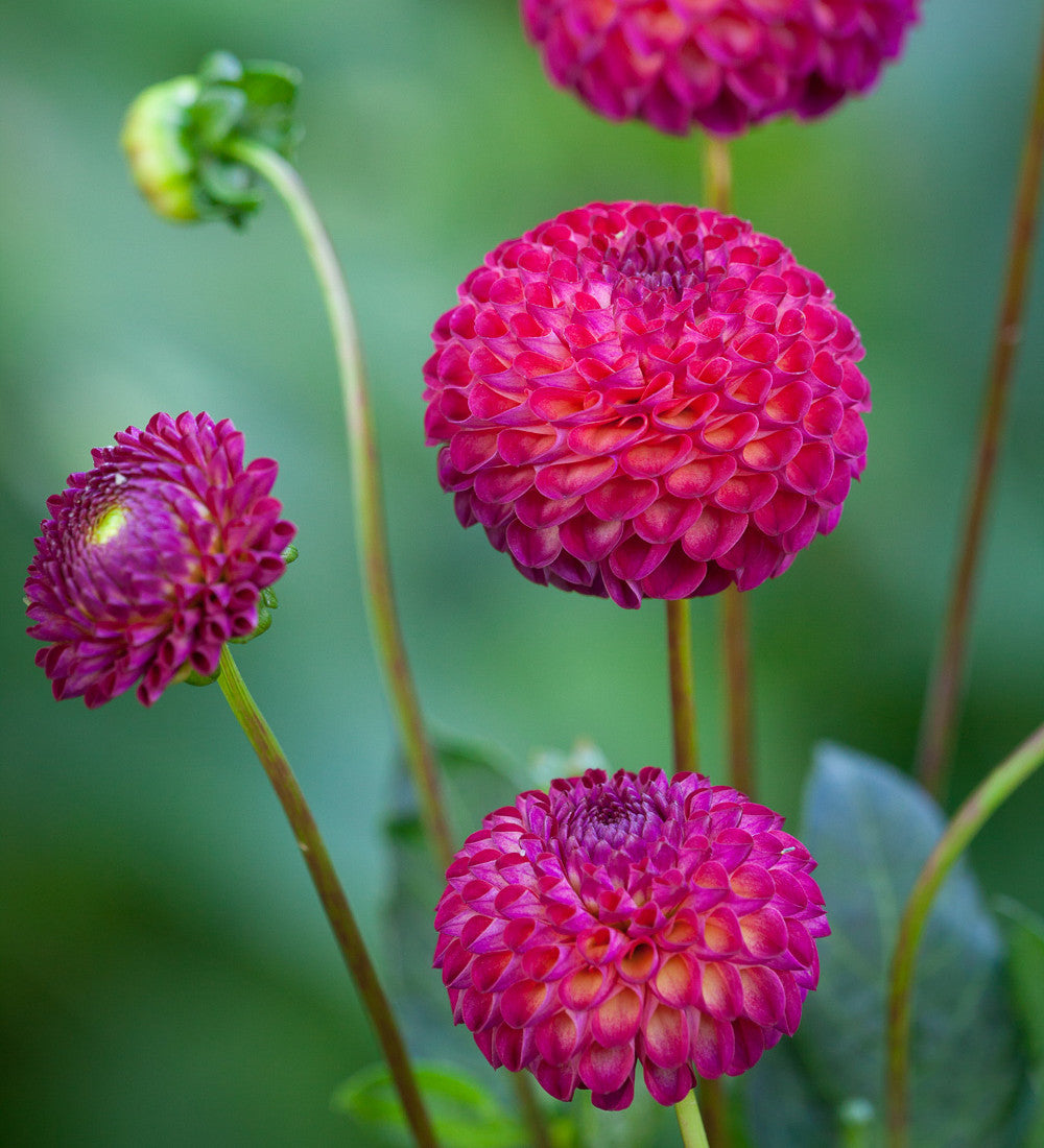 Pompom Party Dahlia Collection