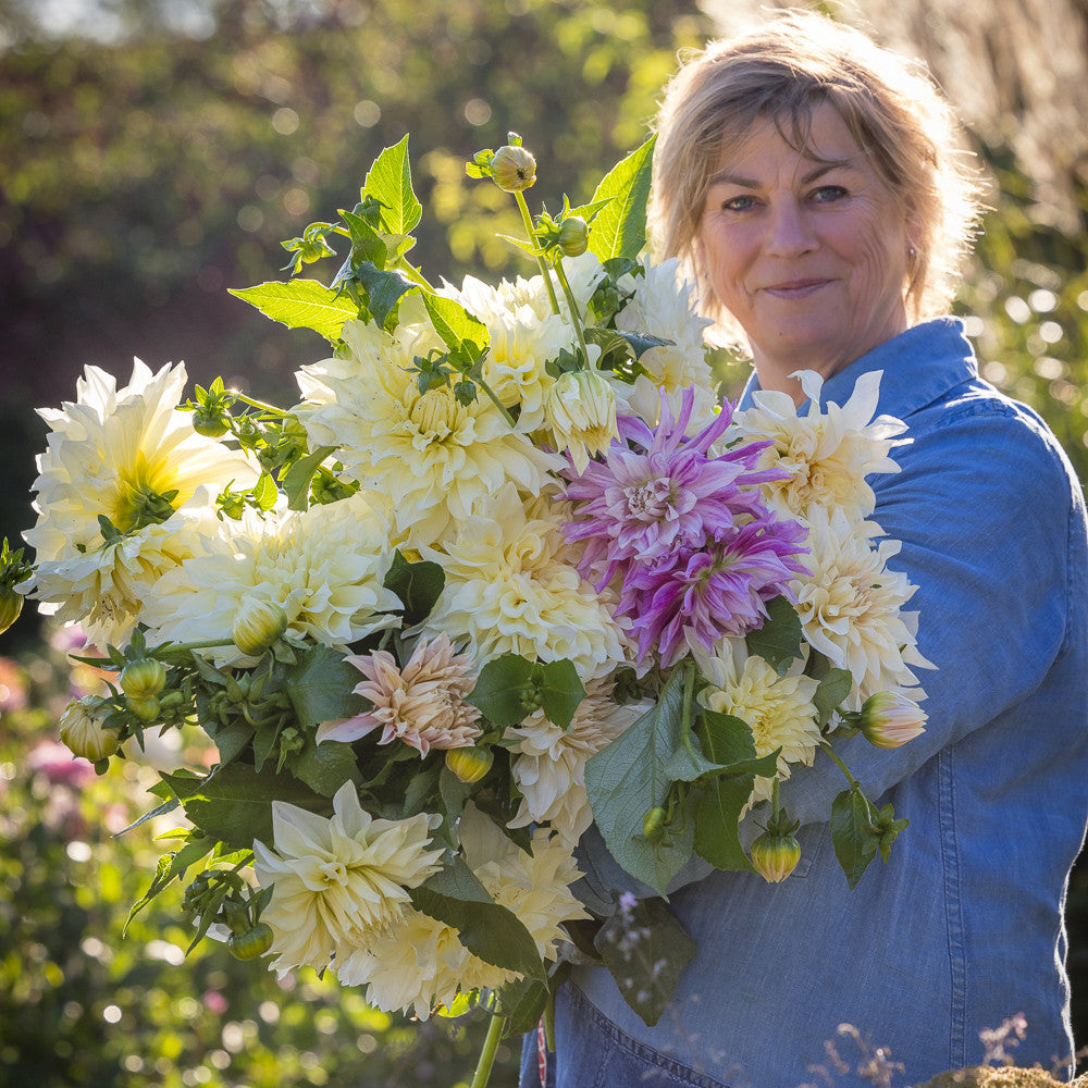 Ultimate Cafe au Lait Dahlia Collection