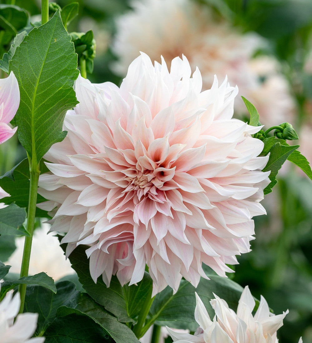 Ultimate Cafe au Lait Dahlia Collection