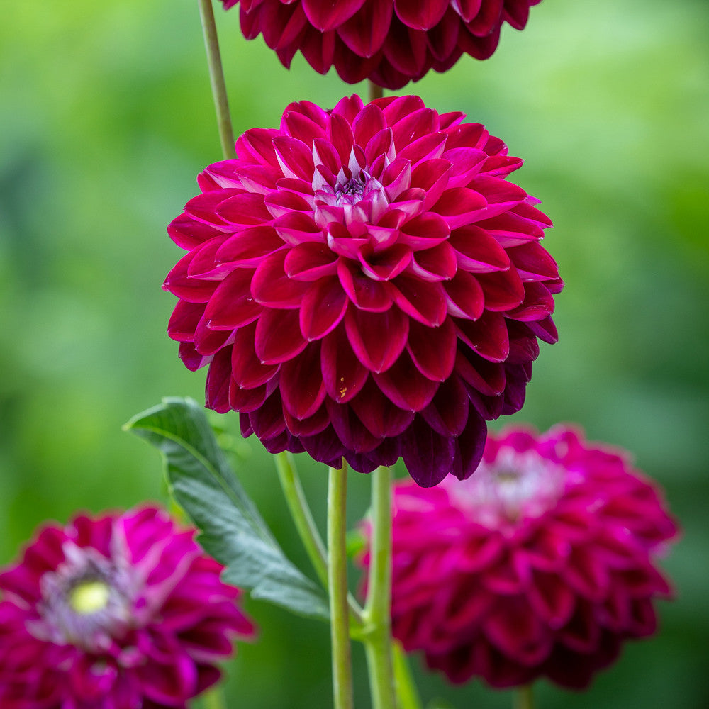 Ascot Hat Dahlia Collection
