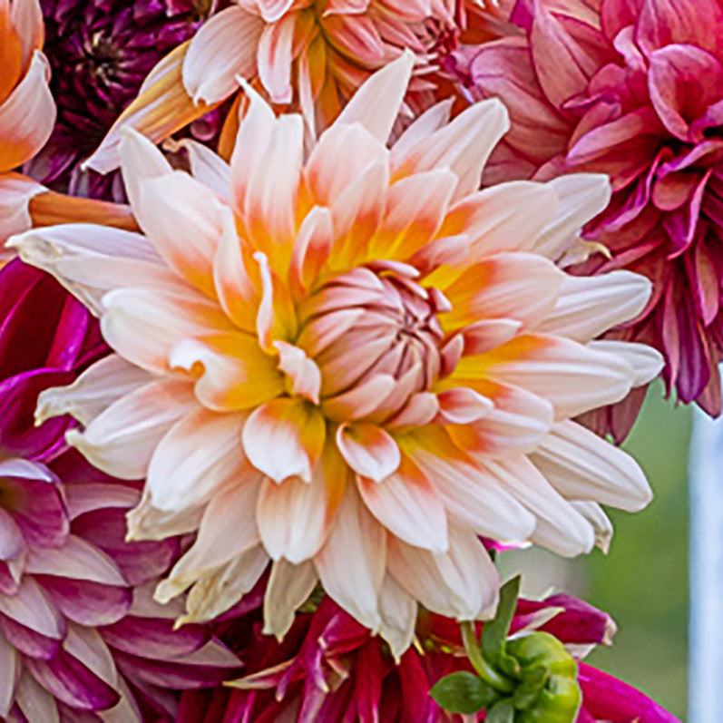 Ascot Hat Dahlia Collection