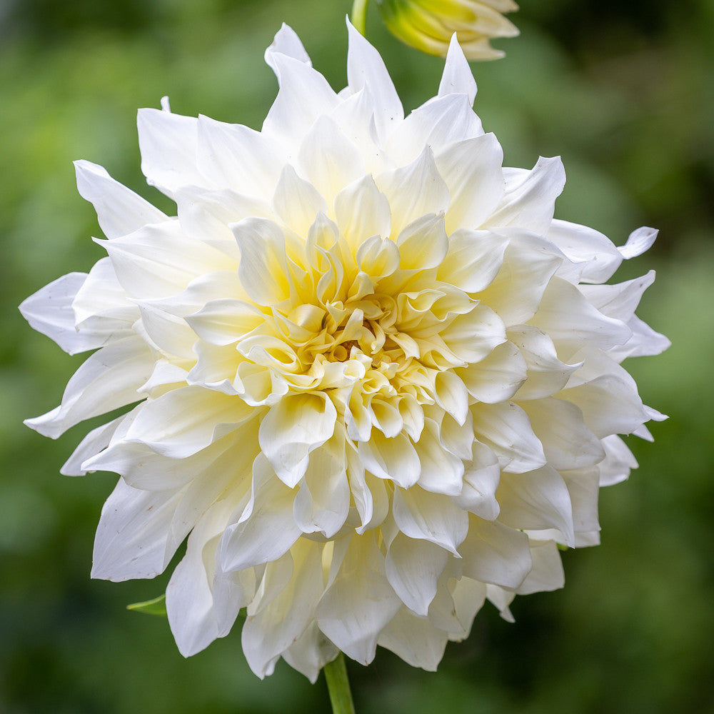 Dahlia 'Café au Lait Supreme'