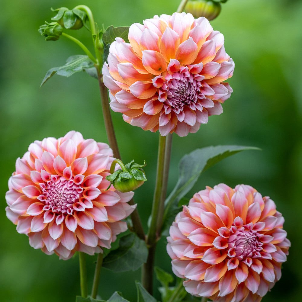 Dahlia 'Peaches'