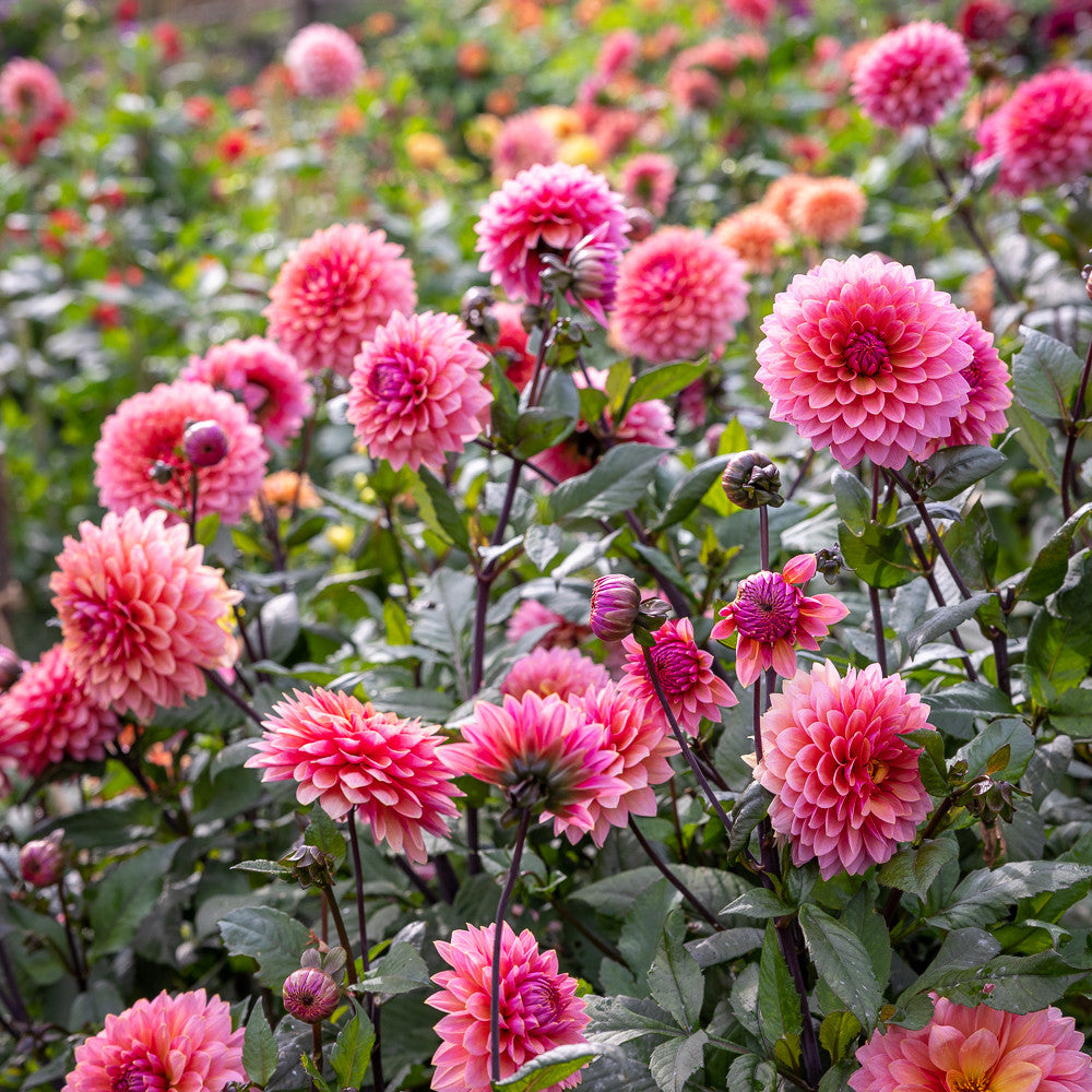 Dahlia 'Sweet Sanne'