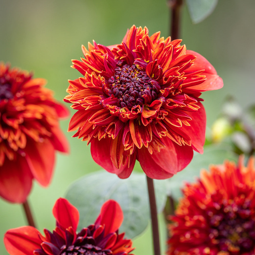 Dahlia 'Adam's Choice'
