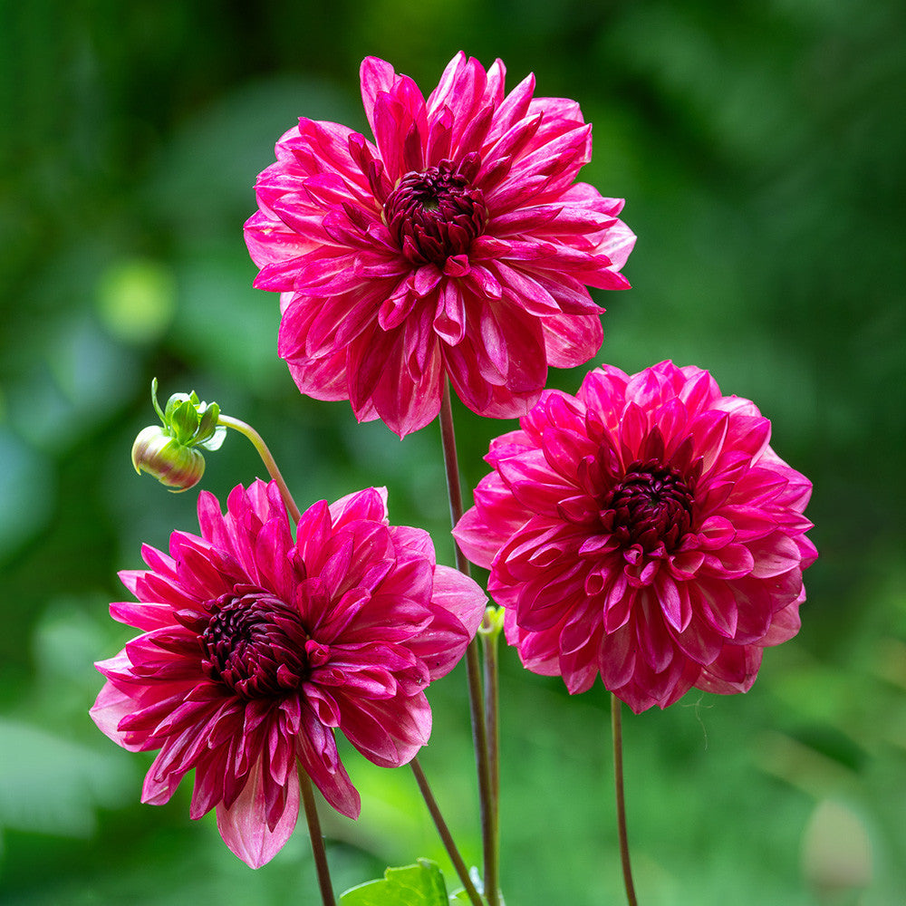 Dahlia 'Negroni Sunset'
