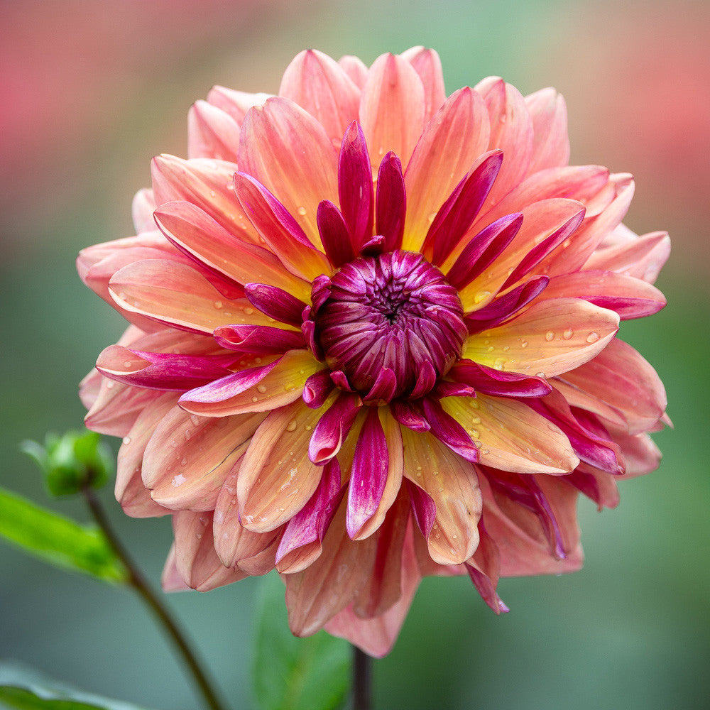 Dahlia 'Klara Zak'
