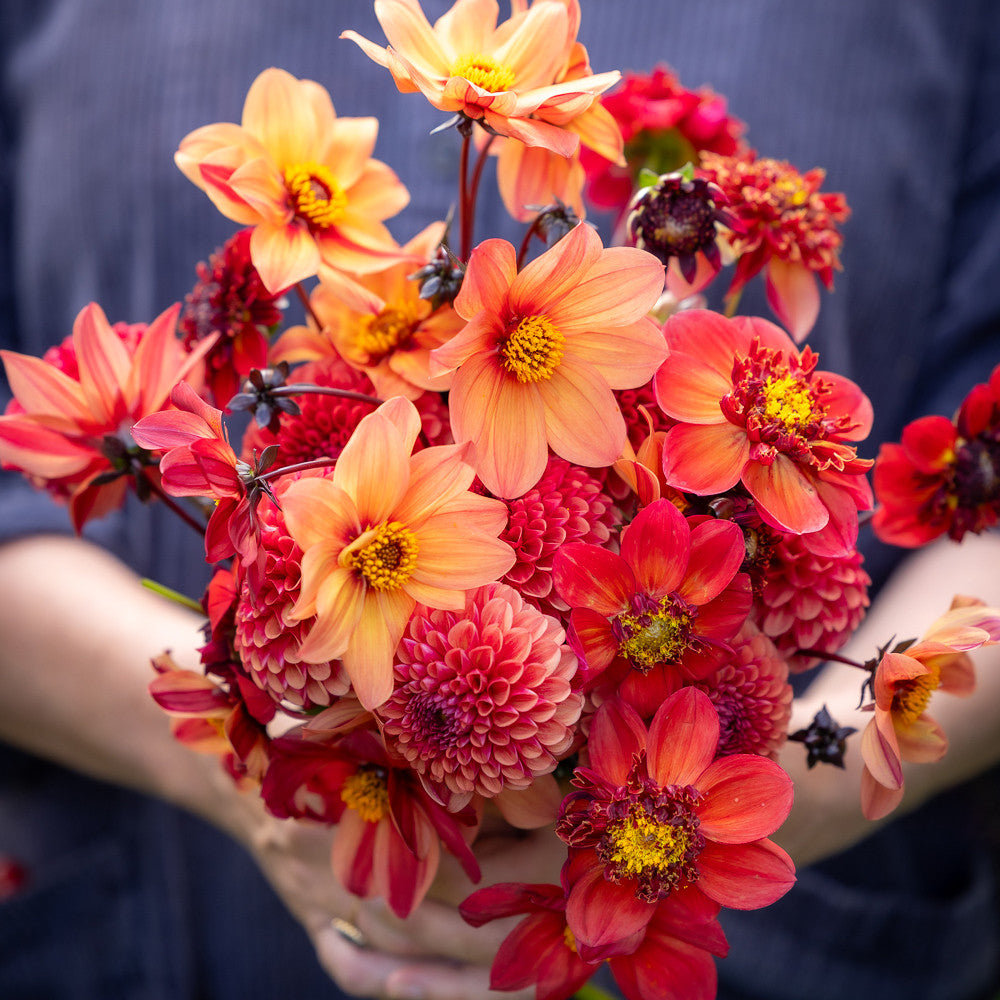 Jonathan's Rusties Dahlia Collection