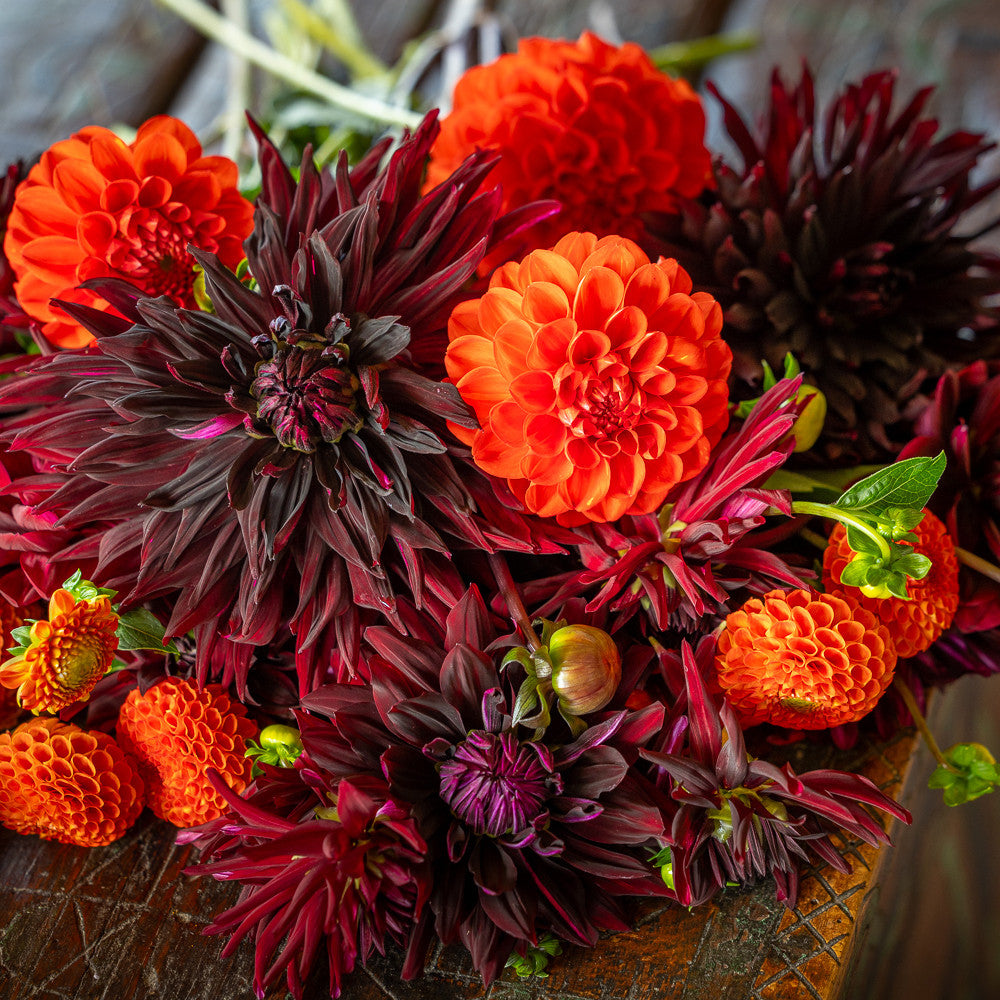 Johnnie Boden's Dahlia Collection