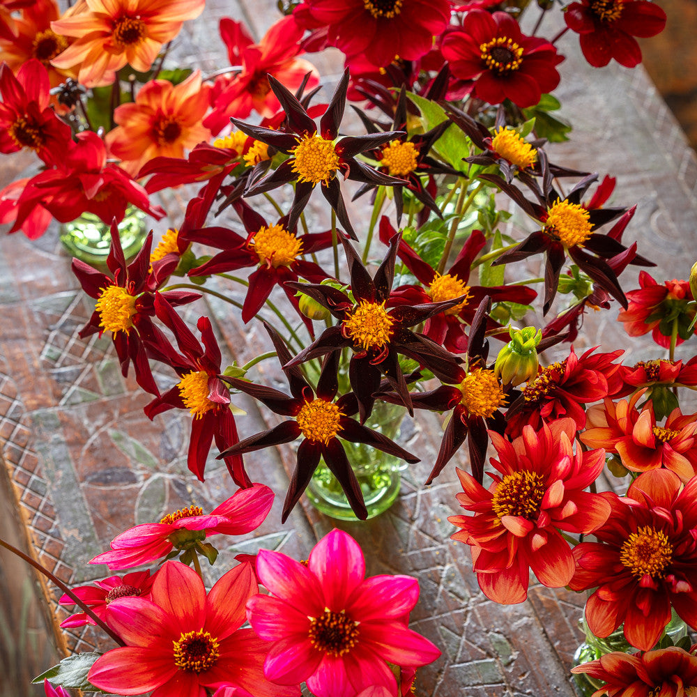 Shane Connolly's Jewel Box Dahlia Collection