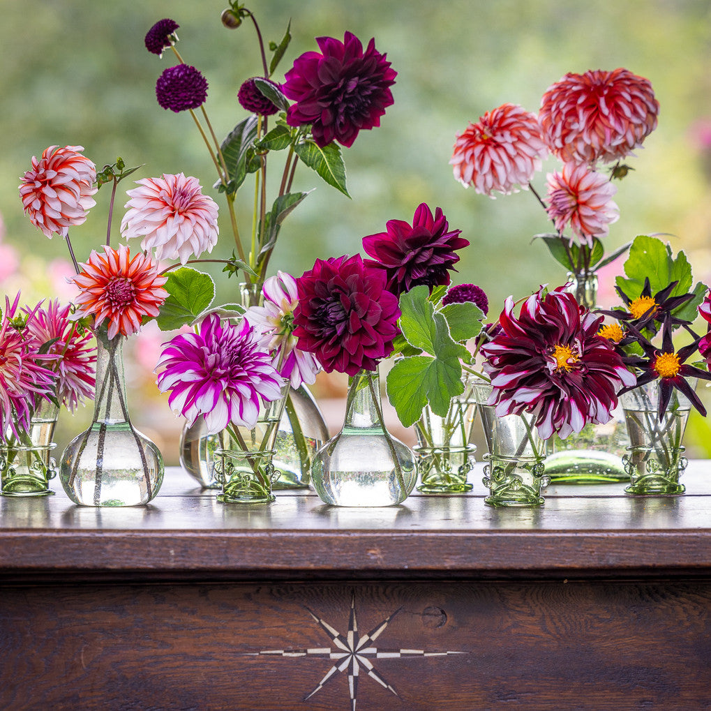 Willow Crossley Dahlia Collection