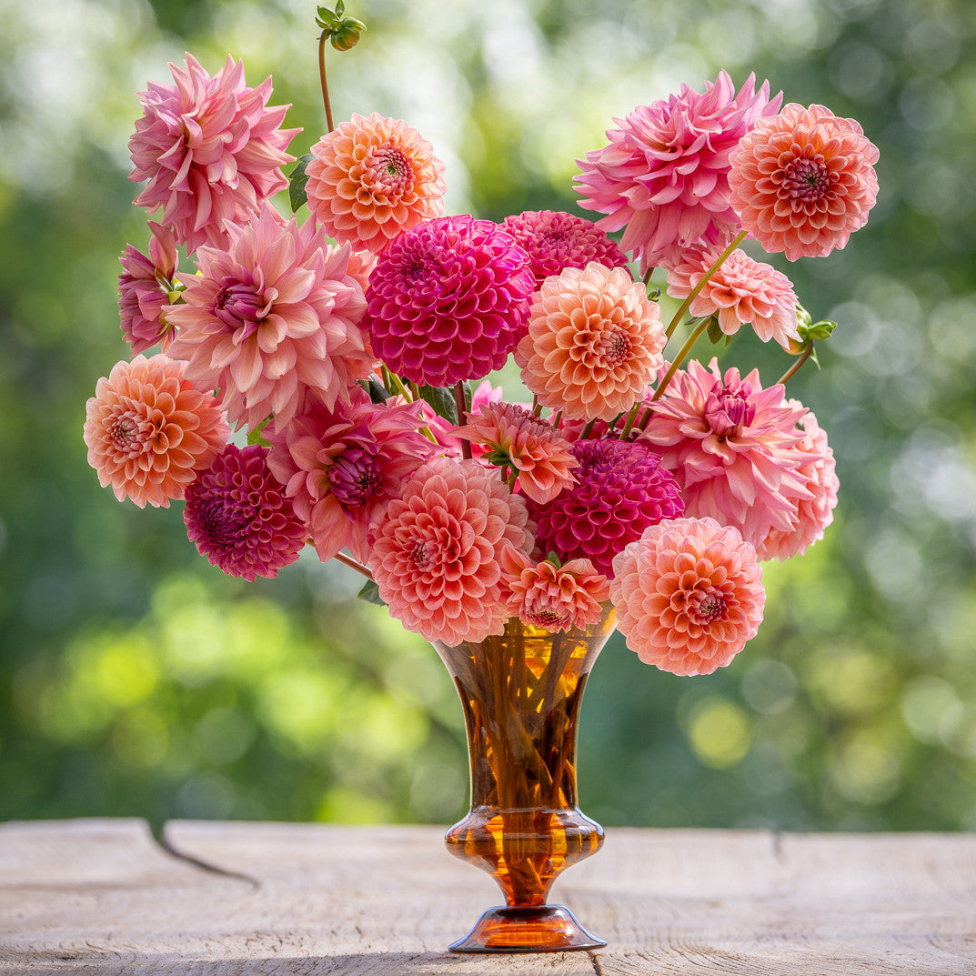 Milli's Dahlia Collection
