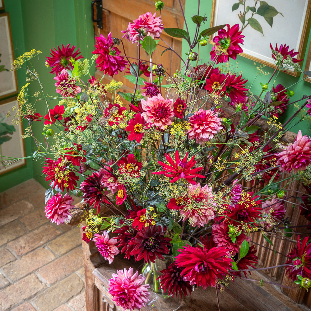 From Border to Vase Dahlia Collection