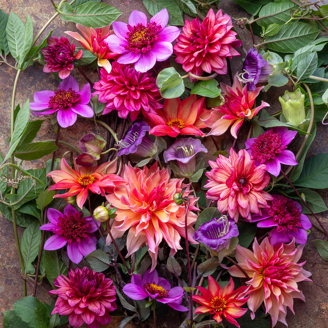 Ultimate Cutting Patch Dahlia Collection