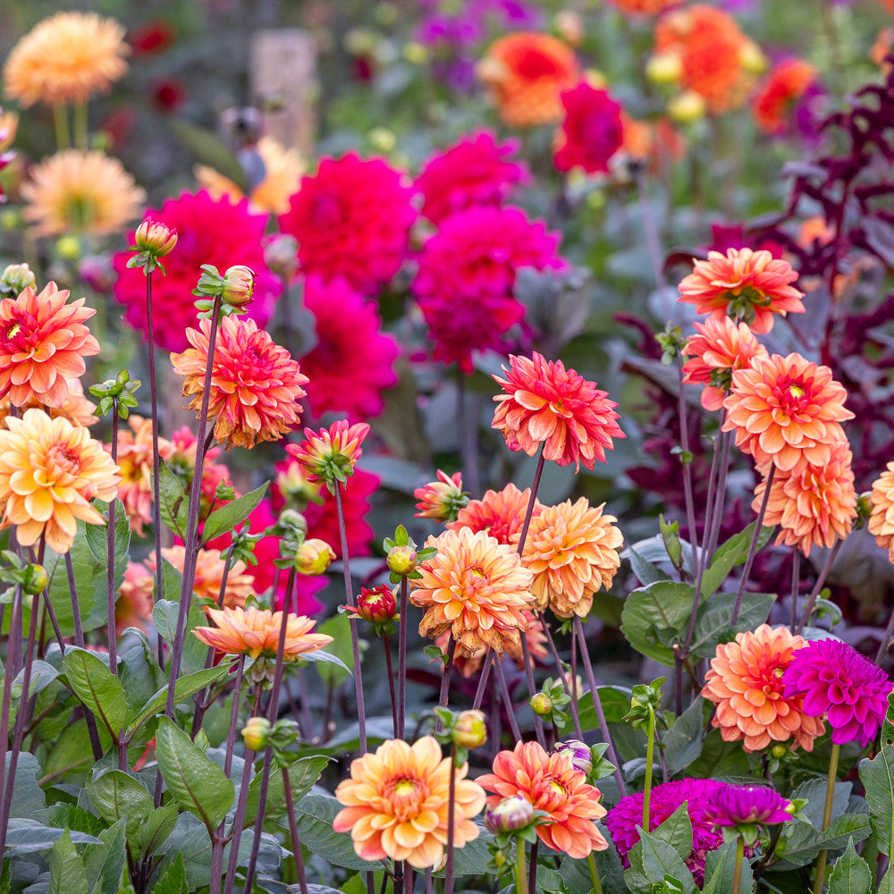 Good in Every Light Dahlia Collection