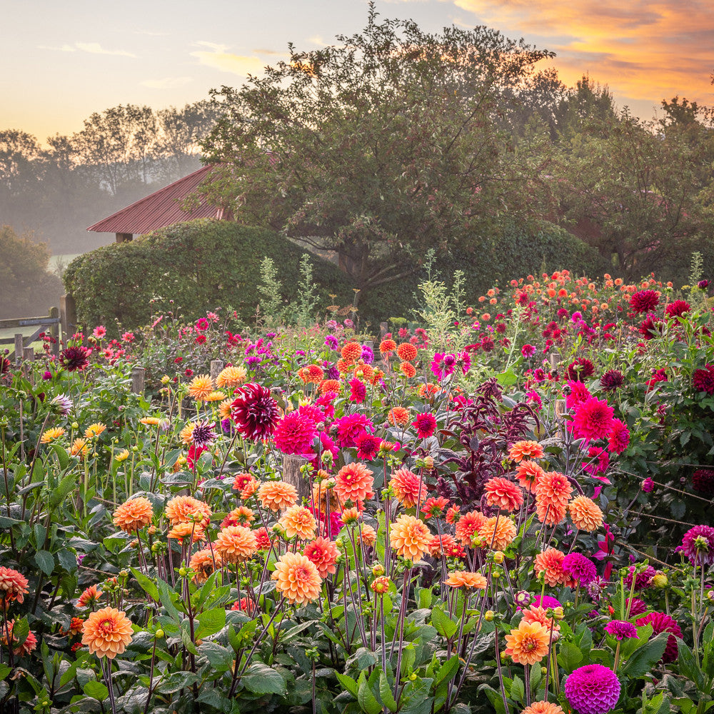 Good in Every Light Dahlia Collection