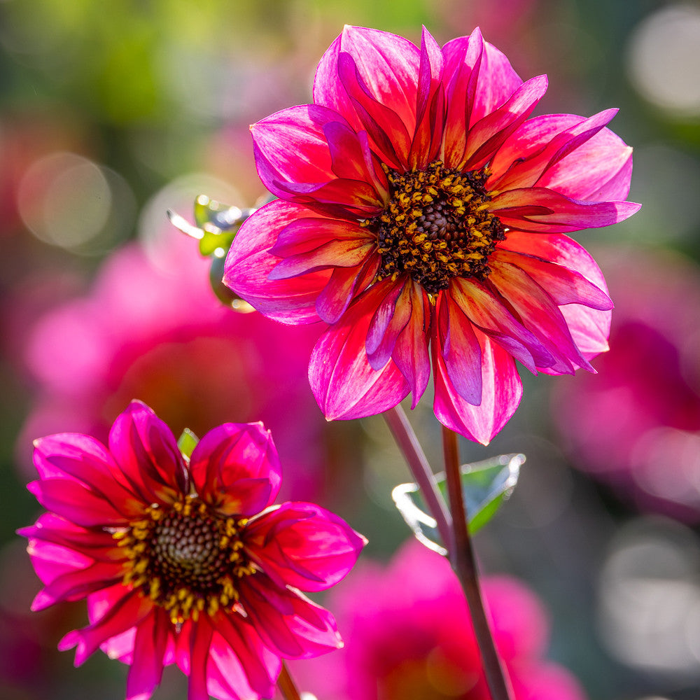 Dahlia 'Princess Nadine'