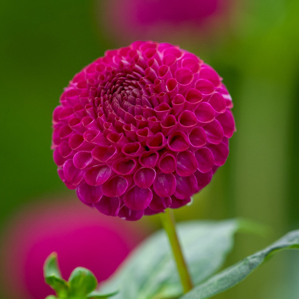 Dahlia 'Moor Place'