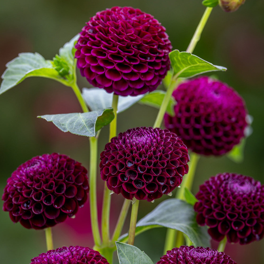 Dahlia 'Moor Place'