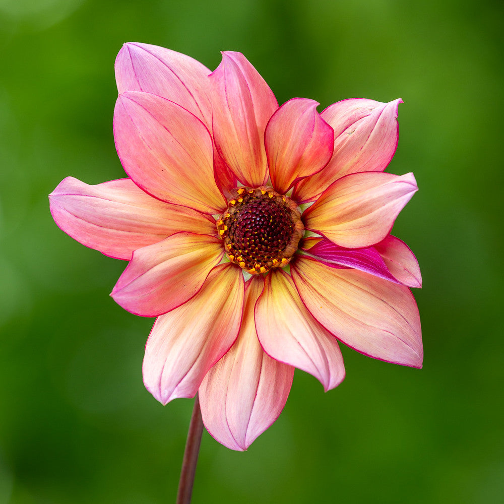 Dahlia 'Jonathan Buckley'