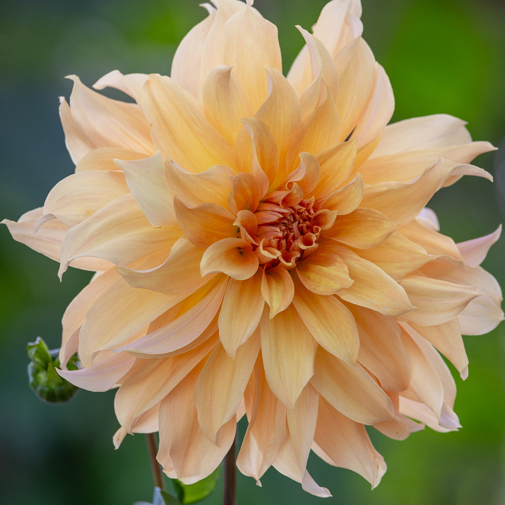 Dahlia 'Big Brother'
