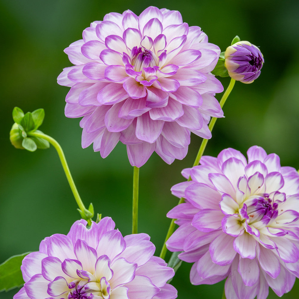 Dahlia 'Blue Wish'