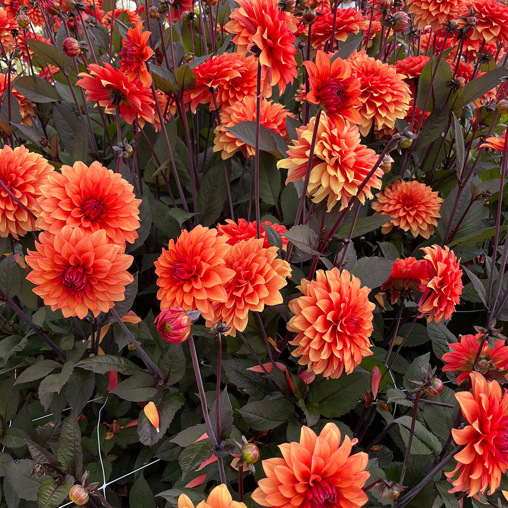 Dahlia 'Statue of Orange'