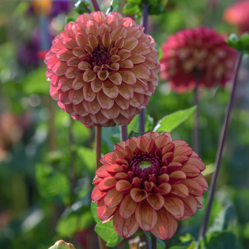 Dahlia 'High Fidelity'