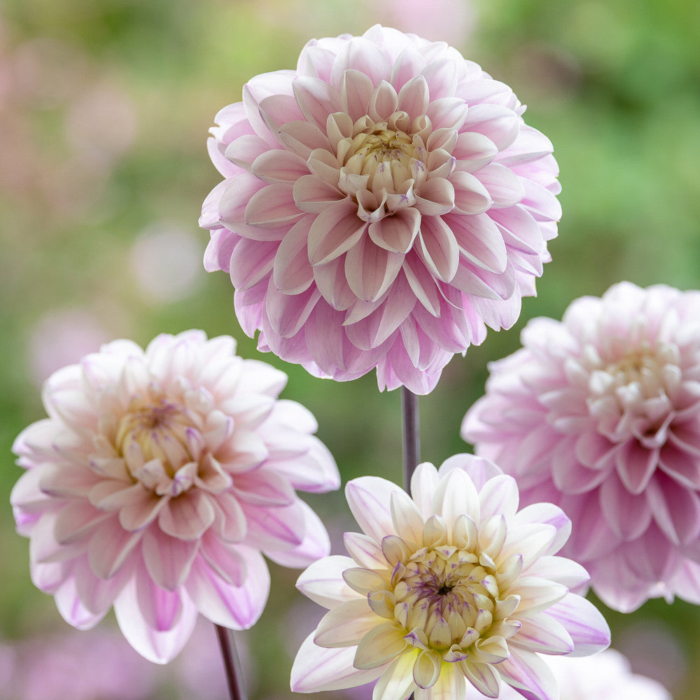 Dahlia 'Espacio'