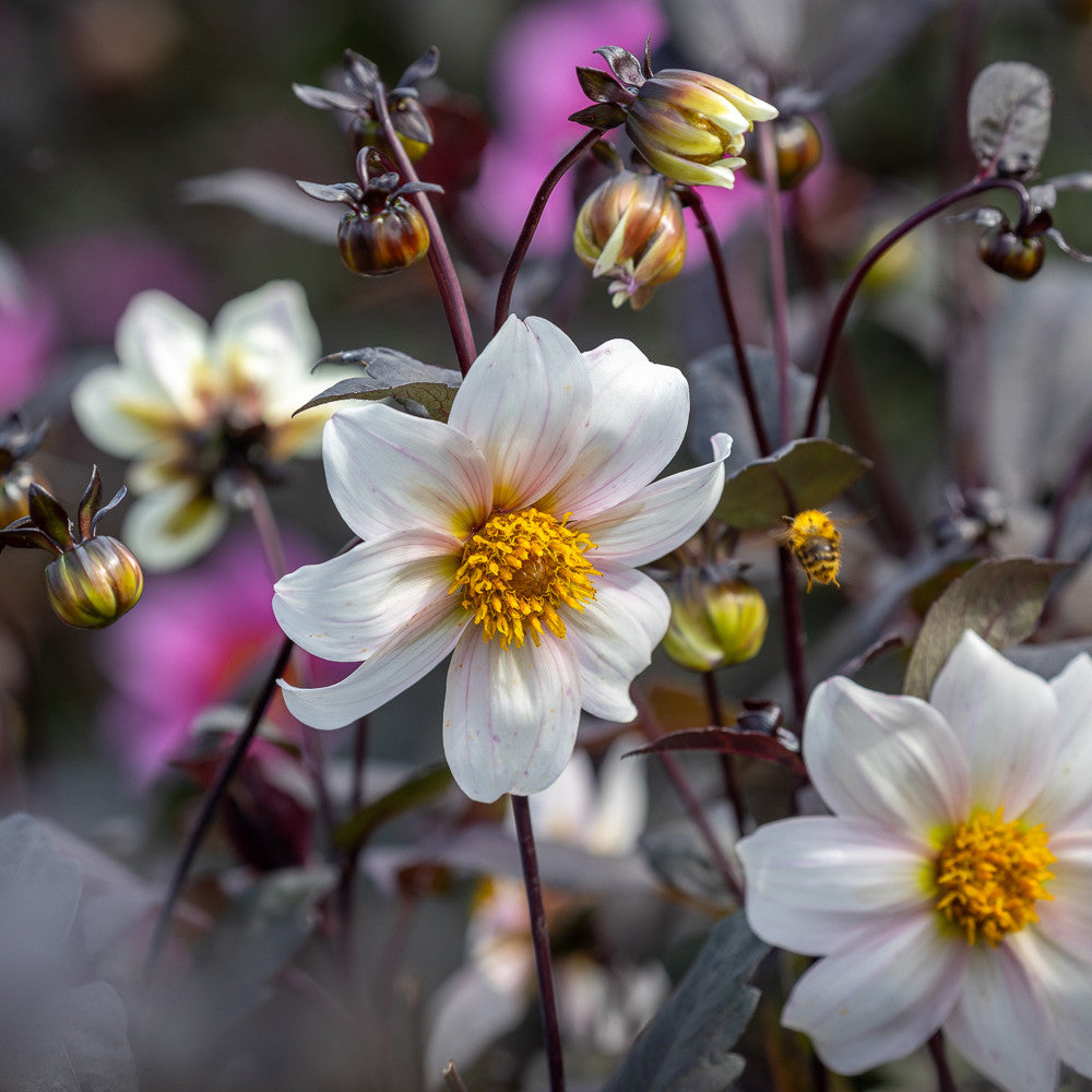 Dahlia 'Dahlegria White'