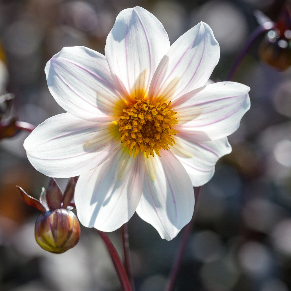 Dahlia 'Dahlegria White'