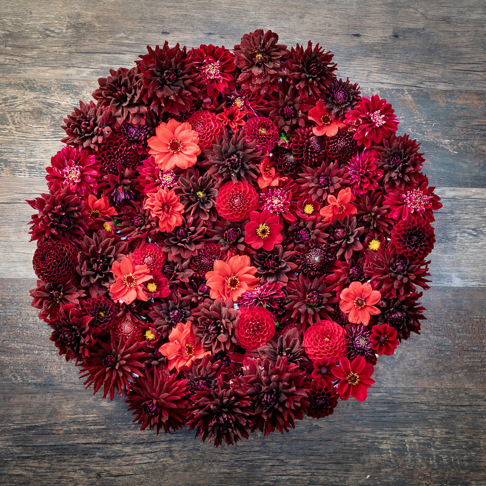 Dark and Rich Colour Splash Dahlia Collection