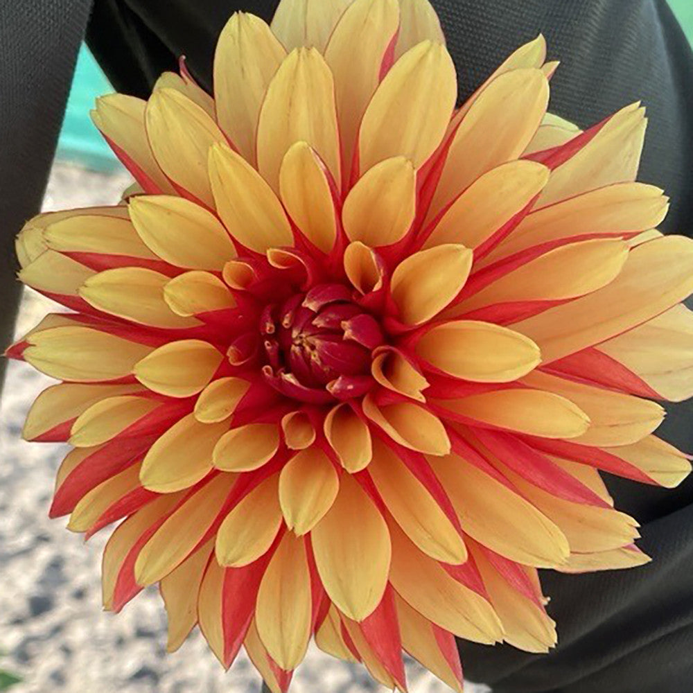 Dahlia 'Japlou'