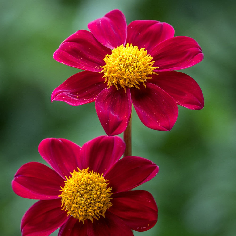 Dahlia 'Red Emperor'