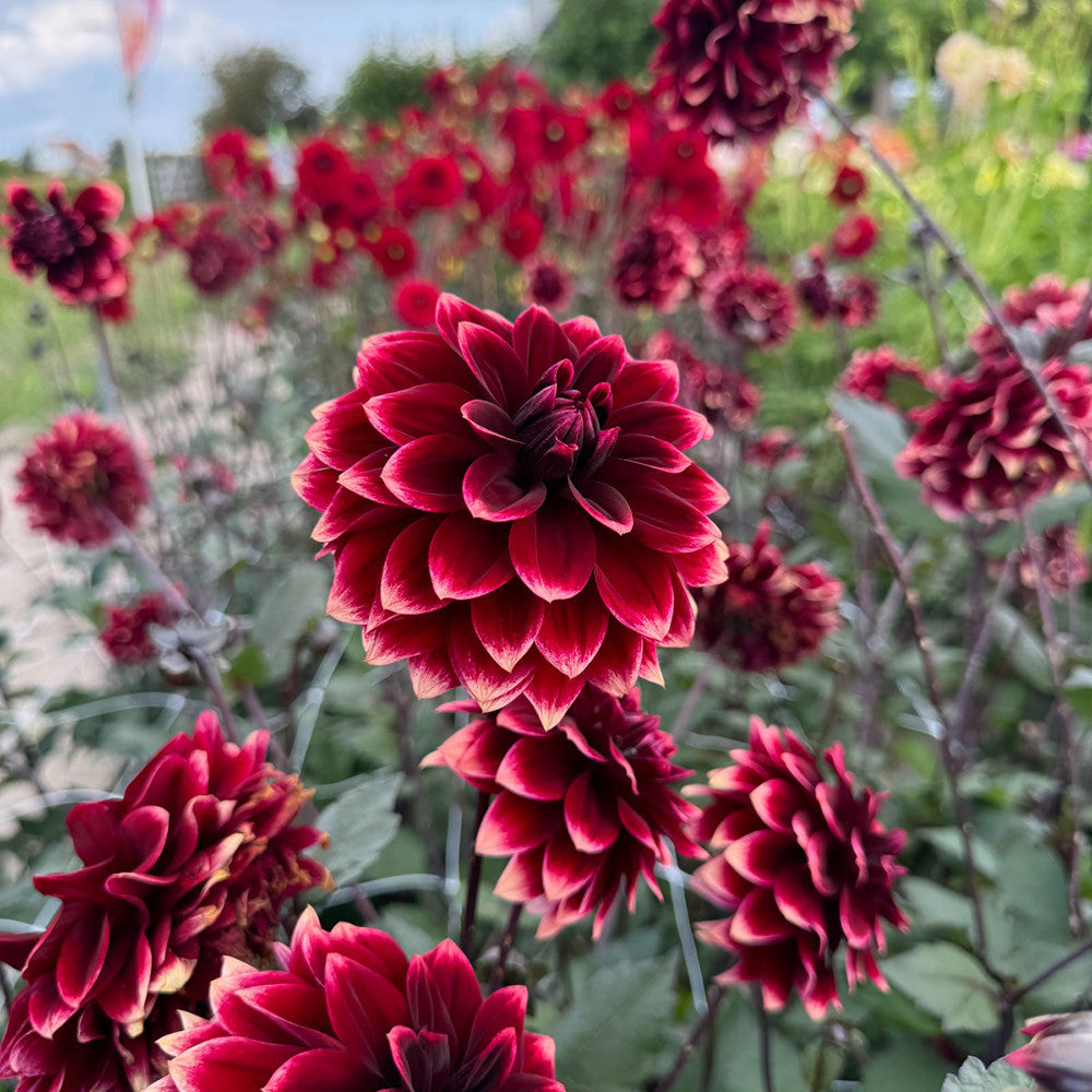 Dahlia 'Sissinghurst'