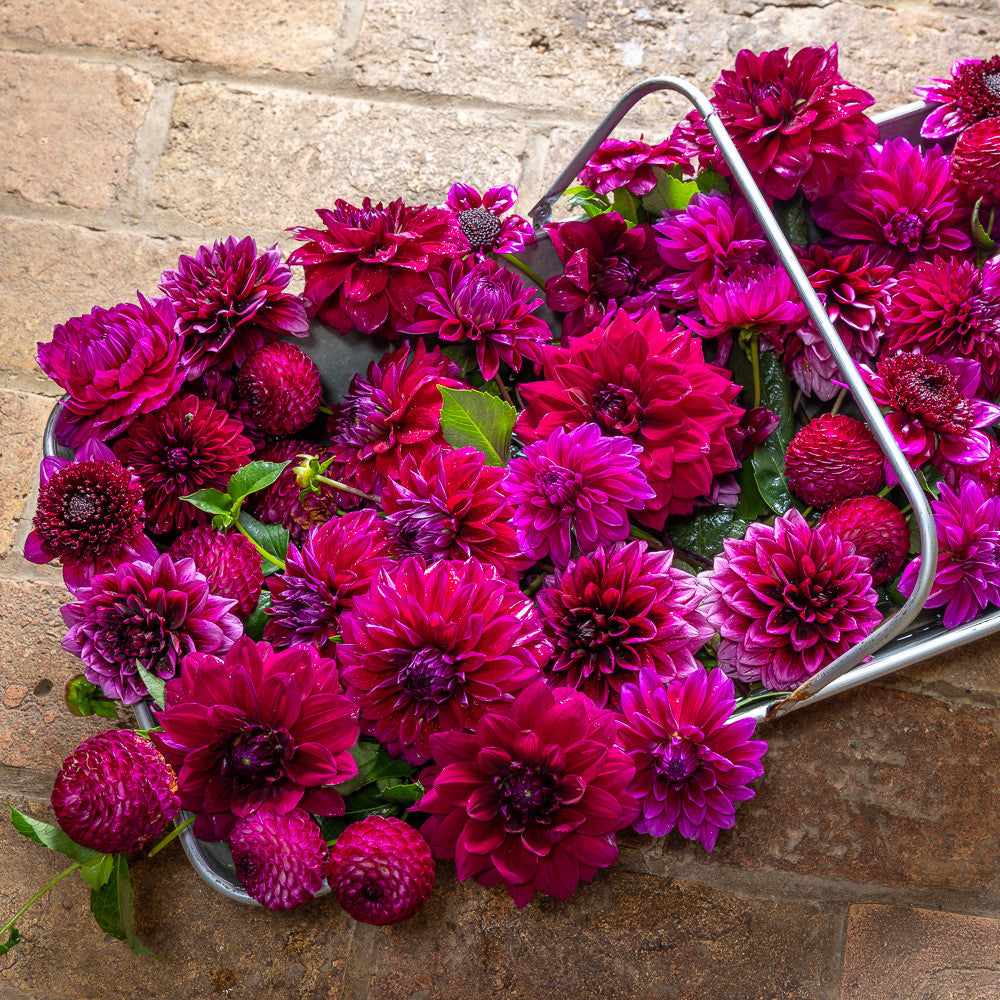 Davina Michelle Purple Colour Splash Dahlia Collection