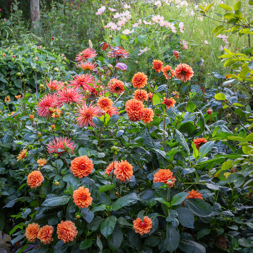 Patrick Grant's Dahlia Collection