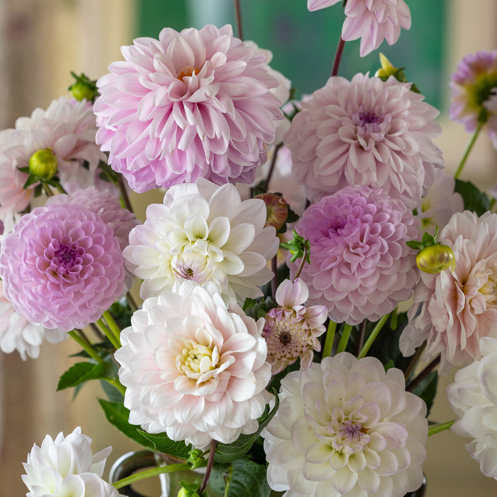 Pale is Beautiful Dahlia Collection