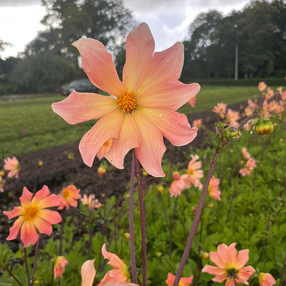 Dahlia 'Kilo'
