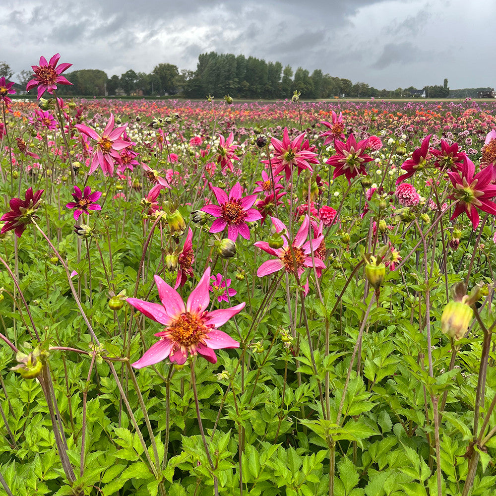 Dahlia 'Pink Starfish'