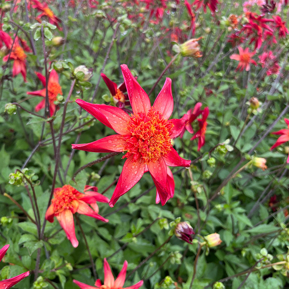 Dahlia 'Red Starfish'