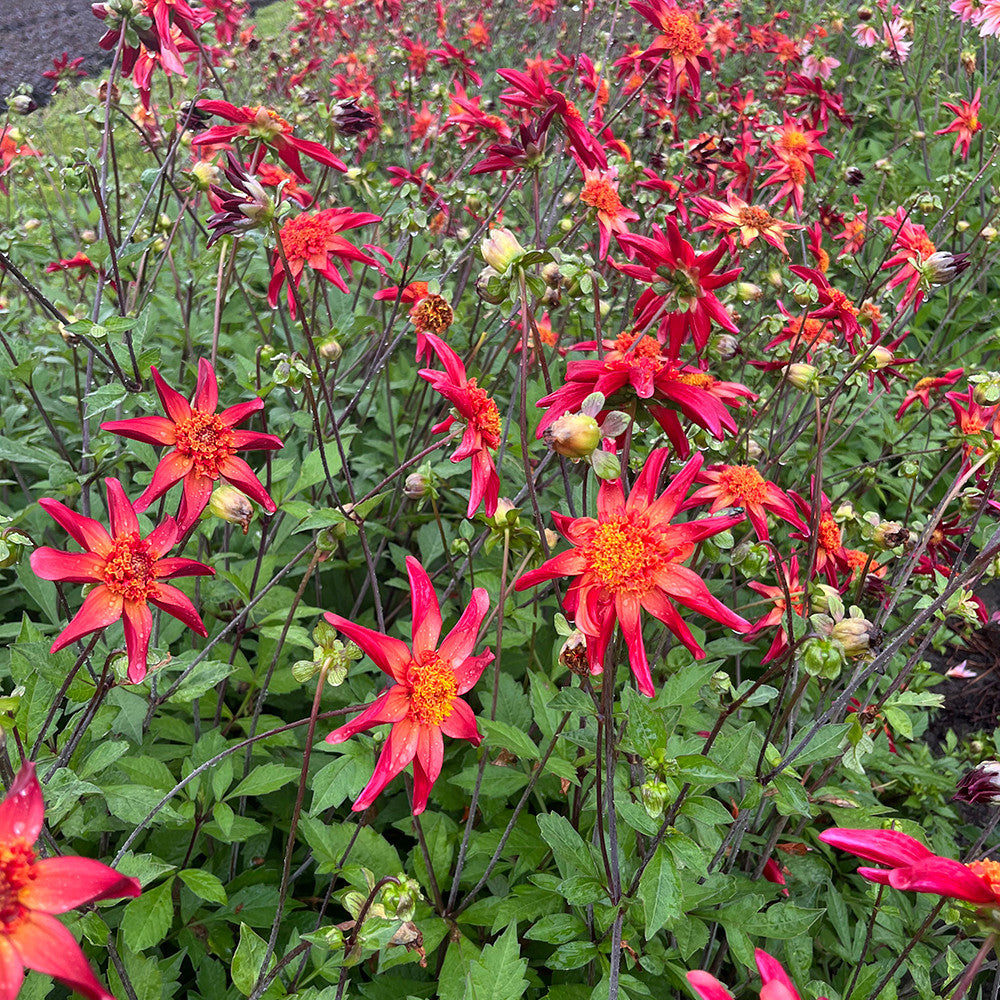Dahlia 'Red Starfish'