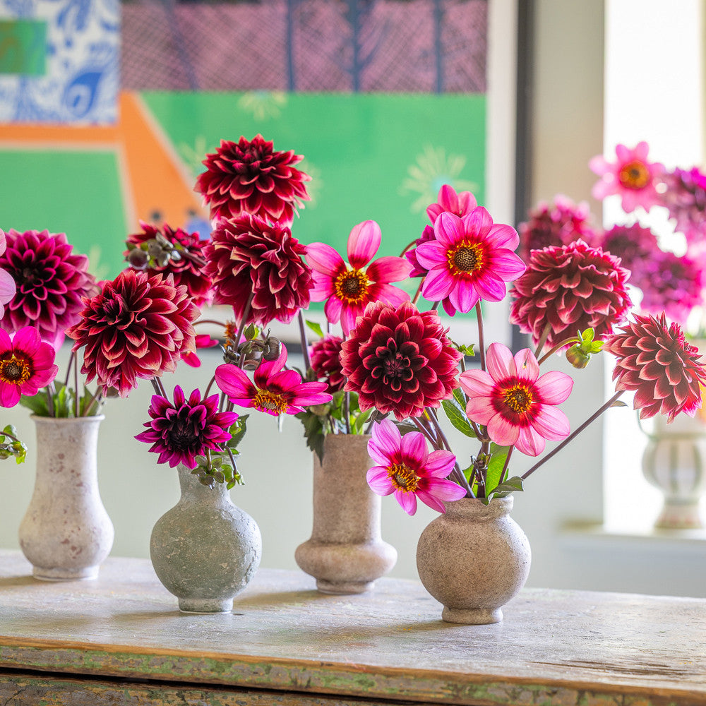 Tutankhamun Dahlia Collection